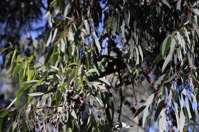 7_0801_MonarchButterflyGrove