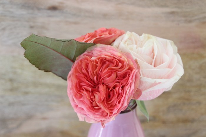 Melonen Sommerparty Rosen