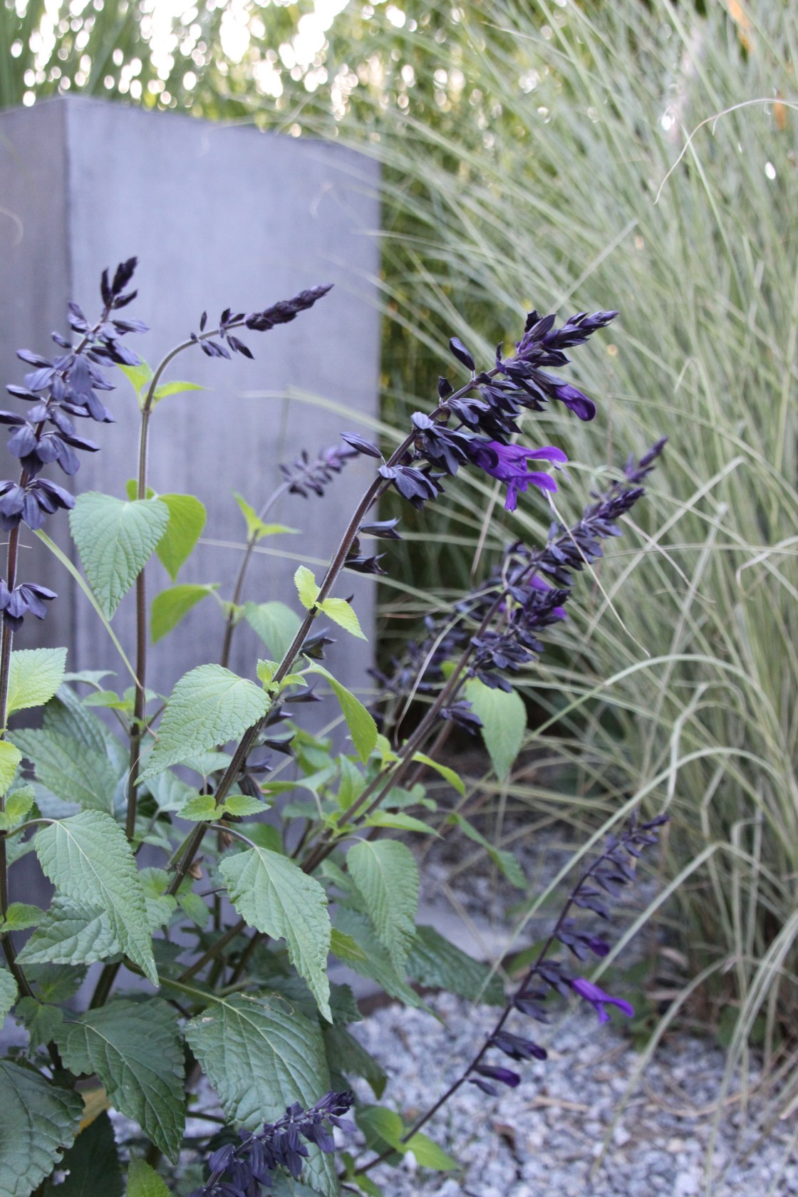 Unser Garten im&nbsp;Juni