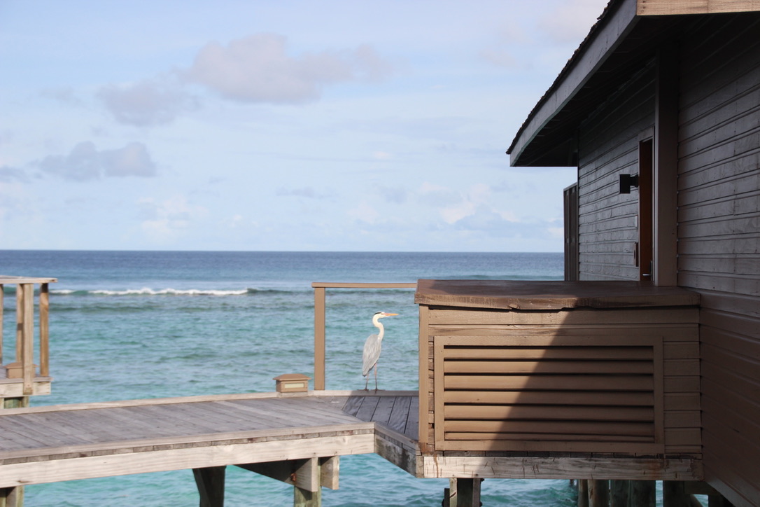 Malediven Insel Meerufenfushi Meeru Island Resort & Spa, Nord-Malé-Atoll