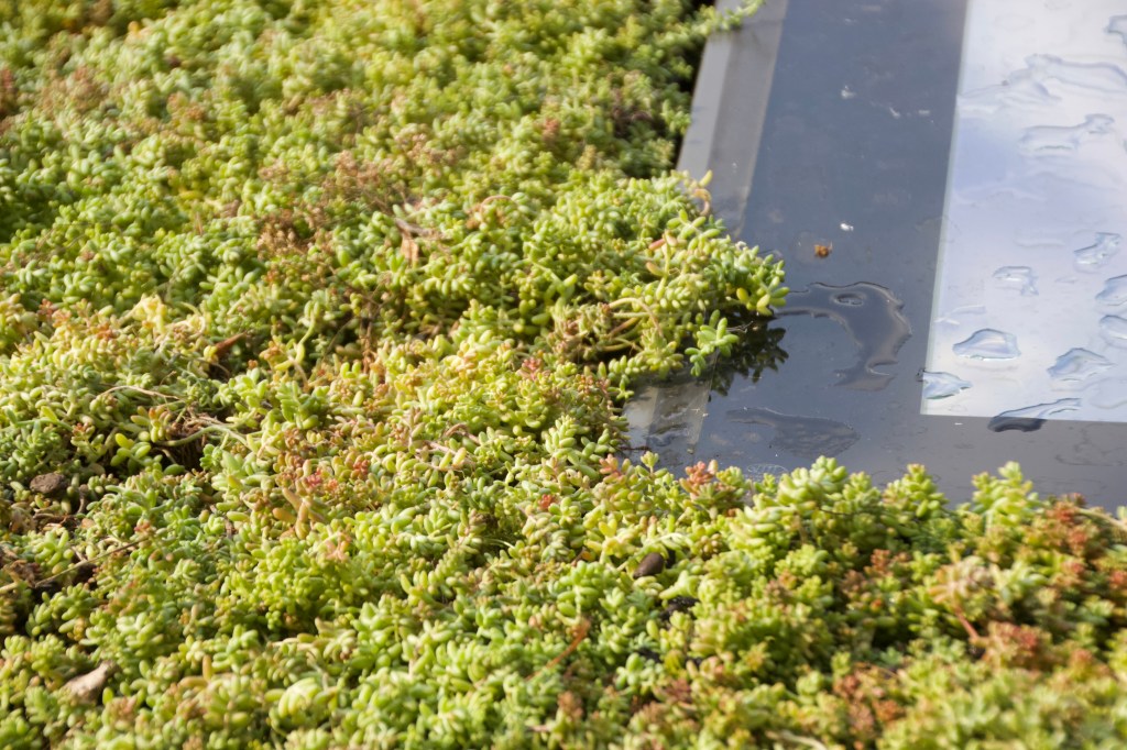 Dachbegrünung Ecodesum Pack