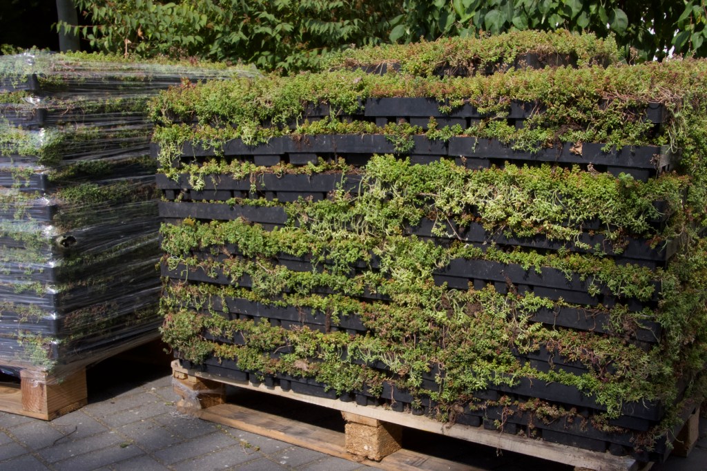 Dachbegrünung Ecodesum Pack